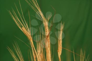 Royalty Free Photo of Grains