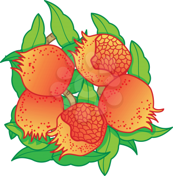 Royalty Free Clipart Image of Pomegranates