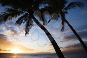 Royalty Free Photo of a Sunset Sky Framed by Palm Trees Over the Pacific Ocean in Kihei, Maui, Hawaii, USA