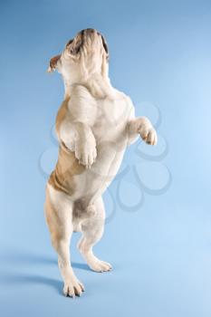 English Bulldog standing on hind legs on blue background.