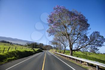 Royalty Free Photo of a Road with Jacaranda Tree in Maui, Hawaii