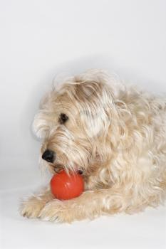 Fluffy brown dog playing with red ball.