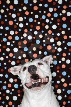 White Pit Bull dog against polka dot background.