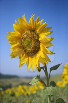 Royalty Free Photo of a Sunflower Amid a Field of Sunflowers