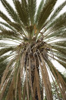 Royalty Free Photo of a Close-up of a Palm Tree