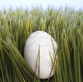 Royalty Free Photo of an Egg in Grass