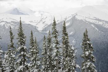 Royalty Free Photo of Snow Covered Trees in Whistler, Canada