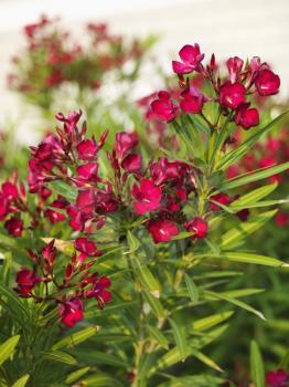 Royalty Free Photo of a Red Flowering Oleander Bush