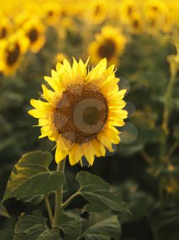 Royalty Free Photo of Sunflowers in a Field 