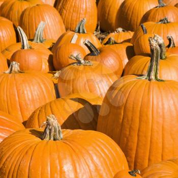 Royalty Free Photo of Autumn Pumpkins at an Outdoor Market