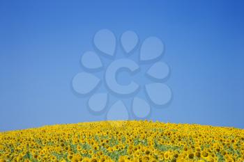 A vast field of sunflowers with a bright blue sky as a background. Horizontal shot.