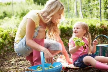 Mother And Daughter Harvesting Radish On Allotment