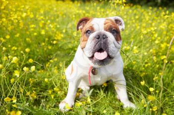 British Bulldog In Field Of Yellow Summer Flowers