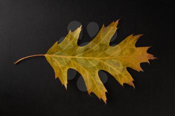 Yellow Autumn leaf isolated on a black background, horizontal