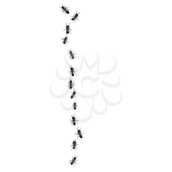 Royalty Free Clipart Image of a Group of Ants Walking in a Line