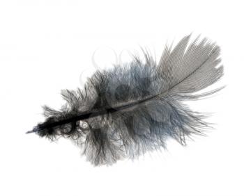 Ruffled feather, isolated on white background