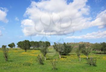 Royalty Free Photo of a Field in Israel