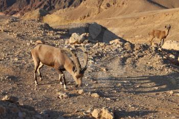 Royalty Free Photo of Wild Goats in Israel