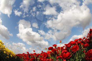 Wonderful field of red and yellow garden ranunculus and spring bright sky