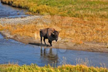 Bison go on a watering place in Yellowstone national park