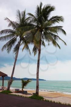Sandy beach on Koh Samui. Two high harmonous palm trees and the rough sea
