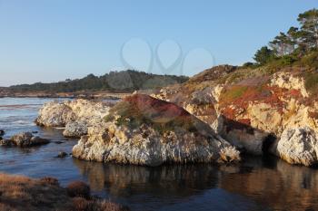 Rocky Pacific coast in the Reserve Point Lobos. Multi-colored moss on the rocks  shined by sunset