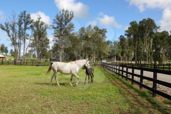 Thoroughbred white horse with a charming black colt. The rich country estate, with the special fence on the green lawn walk their horses.