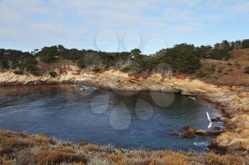 Rocky Pacific coast in the Reserve Point Lobos. Multicolored moss reflected in the calm water a small bay