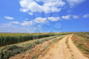 Rural dirt road between the green wheat fields. Gorgeous spring day in Israel