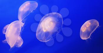 Small translucent white jellyfish in bright blue water aquarium
