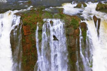 The grand Iguazu Falls on the Brazilian side. Multi-tiered cascades of water roar of lush jungle. Over the flow of water Andean condor flies