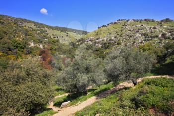 Footpath among the blossoming spring nature. The north of Israel, mountain Meron