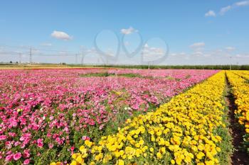  Kibbutz fields with bright flowers Ranunculus. Israeli spring. Flowers are grown for export