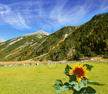 Headwaters Krimml waterfalls. The sunflower grows in a well-groomed field. The Austrian Alps