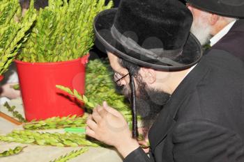 BNEY-BRAK, ISRAEL - SEPTEMBER 17, 2013:  Grand Bazaar on the eve of the Jewish holiday. The young man in a black hat carefully chooses ritual plant - myrtle