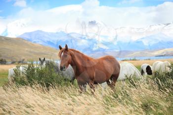  On  bank of the lake the herd of magnificent horses is grazed. The fantastic lake Lagoon Azul in park Torres del Paine