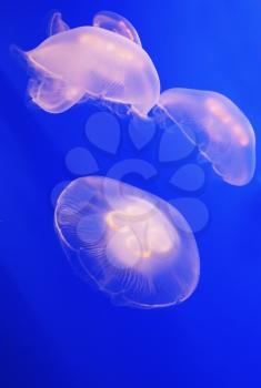  Three small white translucent jellyfish in bright blue water aquarium