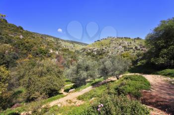 Footpath in low mountains. The north of Israel, mountain Meron