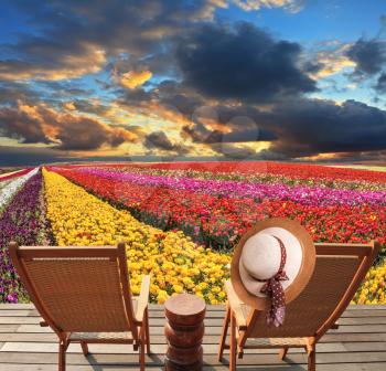 Spring blooming buttercups grow stripes of different colors. Two deck chairs on the platform are at the colorful flower fields. At one hanging elegant straw hat