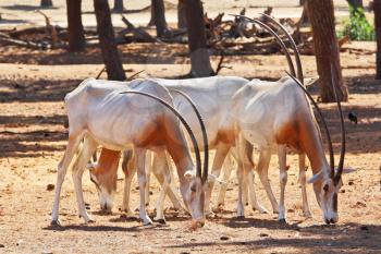 A herd of white wild goats scimitar horned oryx on a sunny summer day
