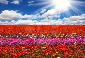 Spring in the fields of Israel. Huge field of red and pink garden buttercups for export