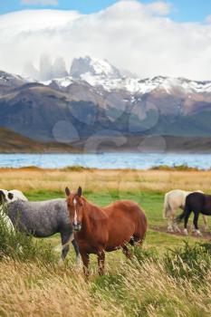 At  lake the herd of magnificent horses is grazed. The fantastic lake Lagoon Azul in park Torres del Paine. 
