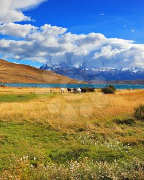 Amazing day on the lake Laguna Azul. Herd of mustangs grazing in the meadow. On the horizon, towering cliffs Torres del Paine