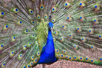 The royal violet peacock, opens a tail in tropical park