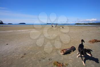 Huge sandy beach on island Vancouver, tourists and a bird