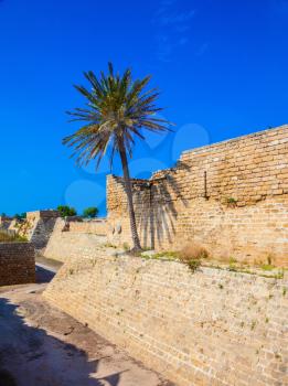 The ancient Caesarea, Israel. Lone palm tree growing on the rocks