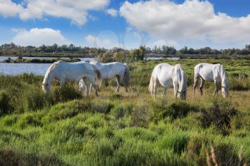 Herd of white horses grazing in a meadow near the lake. Summer evening in the Camargue national park. Rhone Delta, Provence