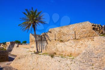 Lone palm tree growing on the rocks. Deep protective moat surrounding the ancient Caesarea, Israel