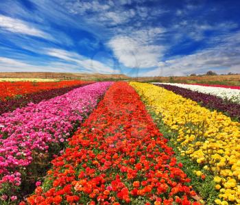 Field of multi-colored decorative buttercups Ranunculus Bloomingdale. Flowers planted with broad bands of bright colors - red, yellow, pink and purple 