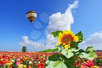 The huge multi-colored balloon flies in the cloudy sky over the kibbutz field. The field is sowed by blossoming garden buttercups and a picturesque sunflower